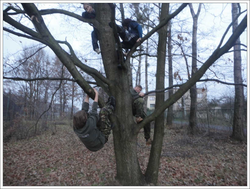 06 - medvědi, pardón, Lišáci se sápou na strom