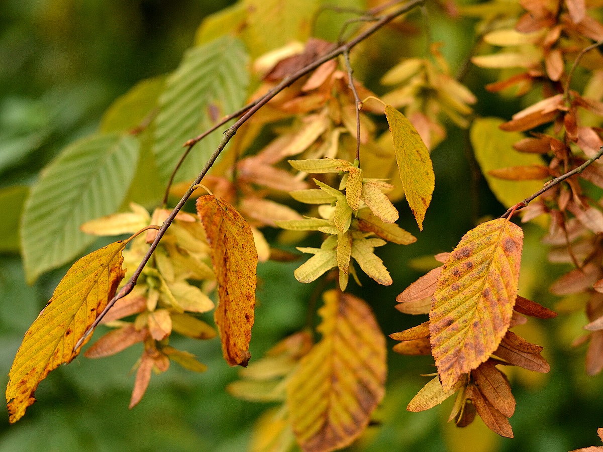 21 - Carpinus betulus (habr obecný)