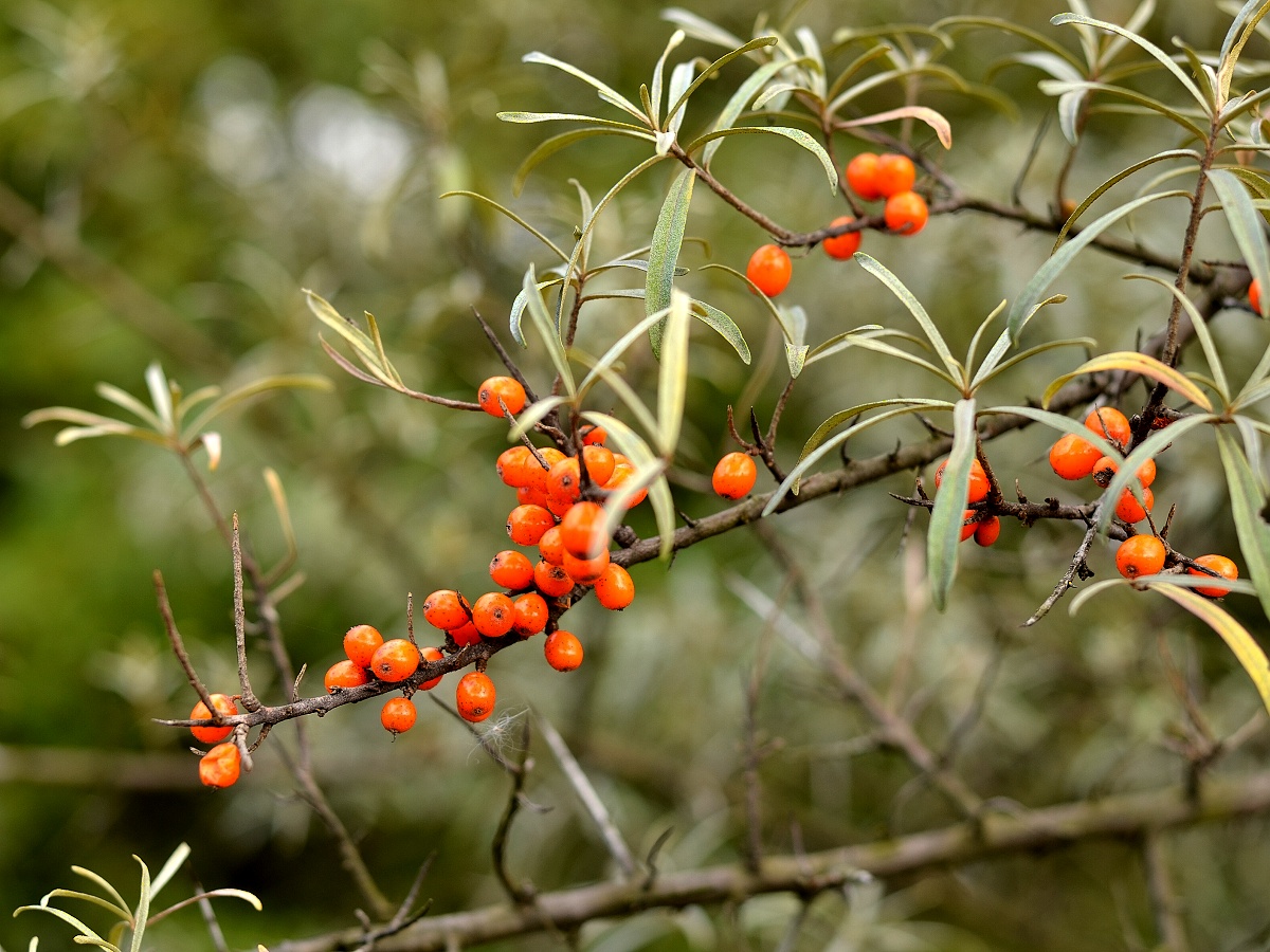 50 - Hippophae rhamnoides (rakytník řešetlákový) - sibiřský zázrak