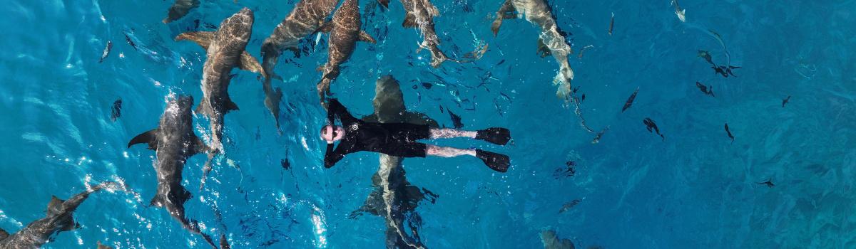 Pozdrav od našeho sponzora z Malediv (Pitris)